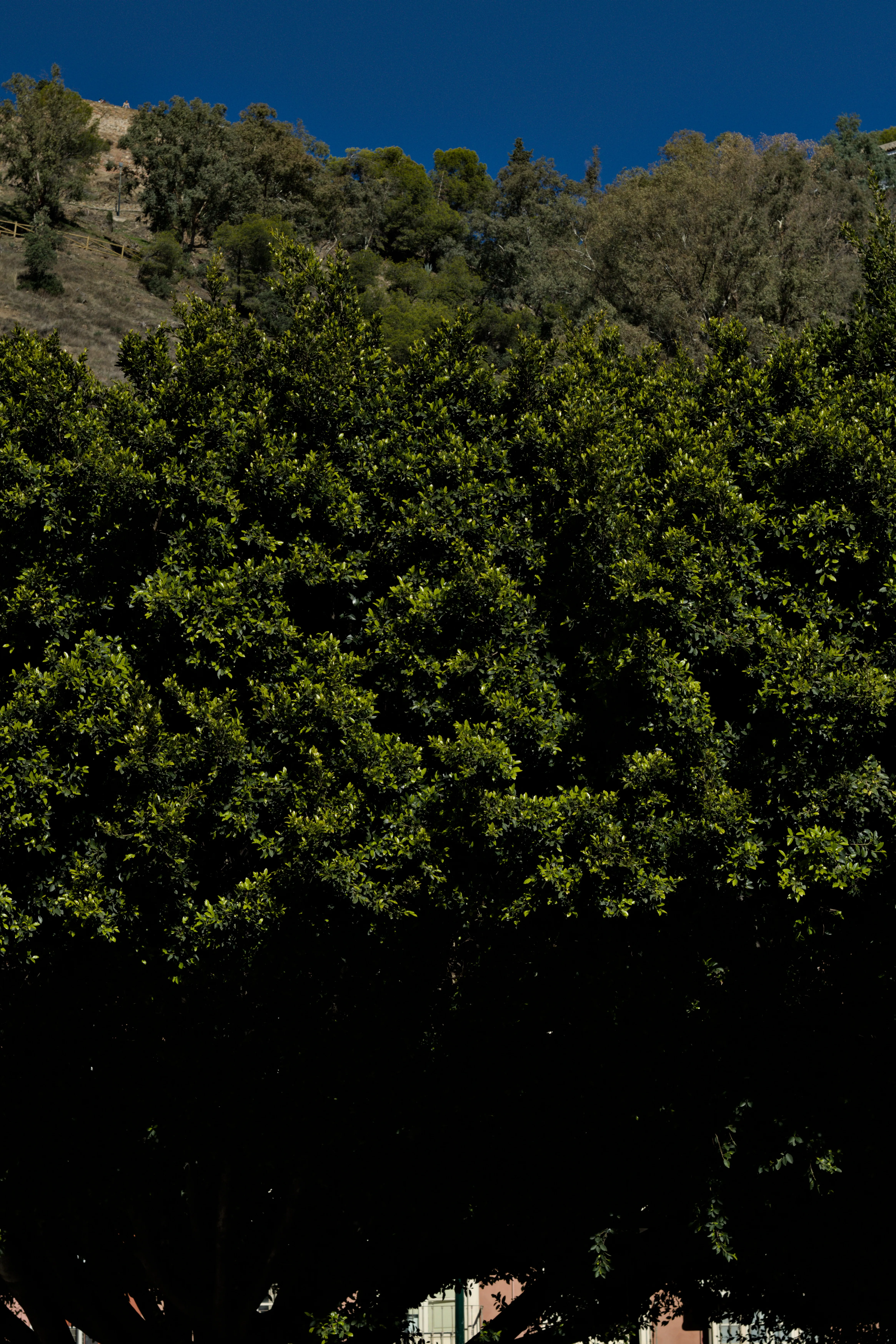 Zenith Helios-77M-4 1,850 (VOMZ) - _I4A5453.webp